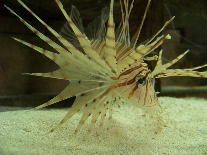 saltwater fish - pterois russelli - russell's lionfish stocking in 120 gallons tank - Russell's Lion
