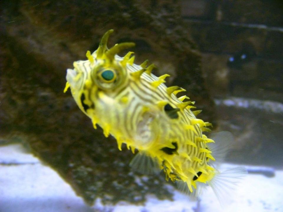 saltwater fish - chilomycterus schoepfi - spiny box puffer stocking in 120 gallons tank - Spiny Box Puffer