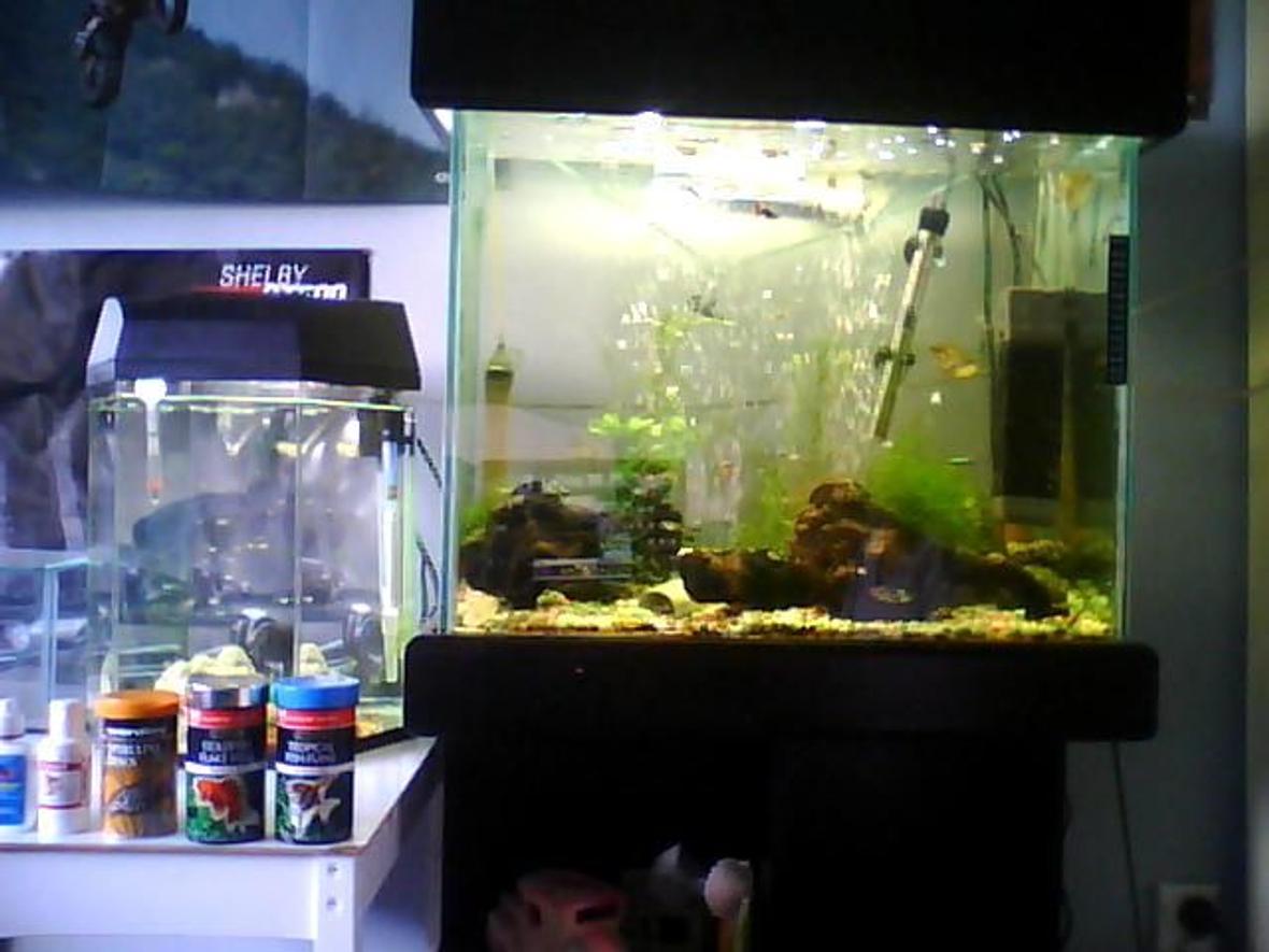 planted tank (mostly live plants and fish) - Community Fish And Plants