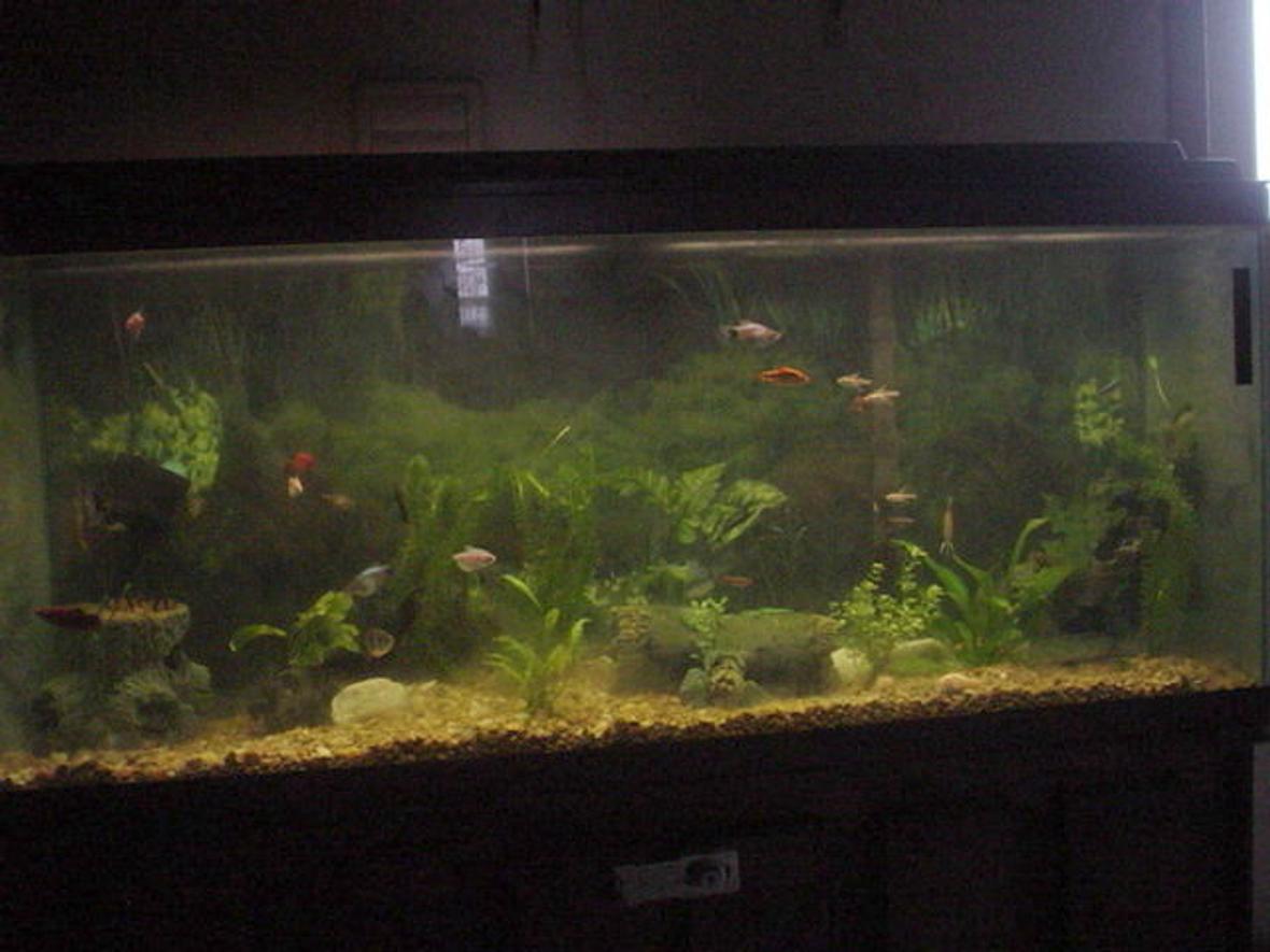 55 gallons planted tank (mostly live plants and fish) - community of tropicals