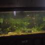 55 gallons planted tank (mostly live plants and fish) - community of tropicals