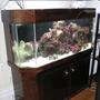 75 gallons saltwater fish tank (mostly fish, little/no live coral) - Hand rebuilt and stained Dutch Aquarium Systems, drilled for 2X1.5" drains, 30 Gallon sump refugium combo. Aqualight Pro lights, Ocean Runner 6500 Pump (10-15X), Corner Koralias, ASM G2 Skimmer,Aquacontoller 3