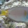 saltwater fish - acanthurus leucocheilus - white face tang stocking in 75 gallons tank - Rare Juvenile Acanthurus Leucocheilus AKA Pale Lipped Surgeon Fish