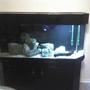fish tank picture - This was the tank before I bought it. Badly painted black with a useless corner overflow.