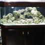 75 gallons saltwater fish tank (mostly fish, little/no live coral) - This was my first week Up and Running