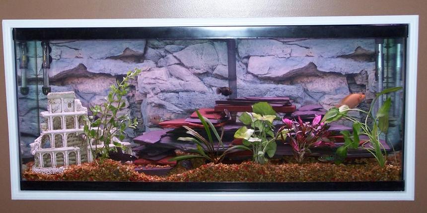 Rated #2093: 55 Gallons Freshwater Fish Tank - I added a variety of plants. I havent had much luck with real plants.. they always get dug up. urg!! Any advice will be greatly appreciated
