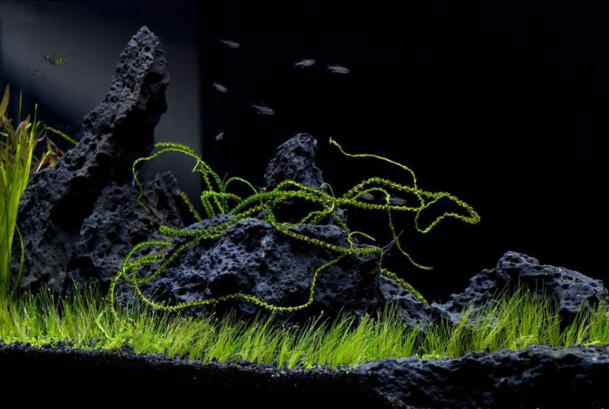 Rated #75: 55 Gallons Planted Tank - in the beginning stages