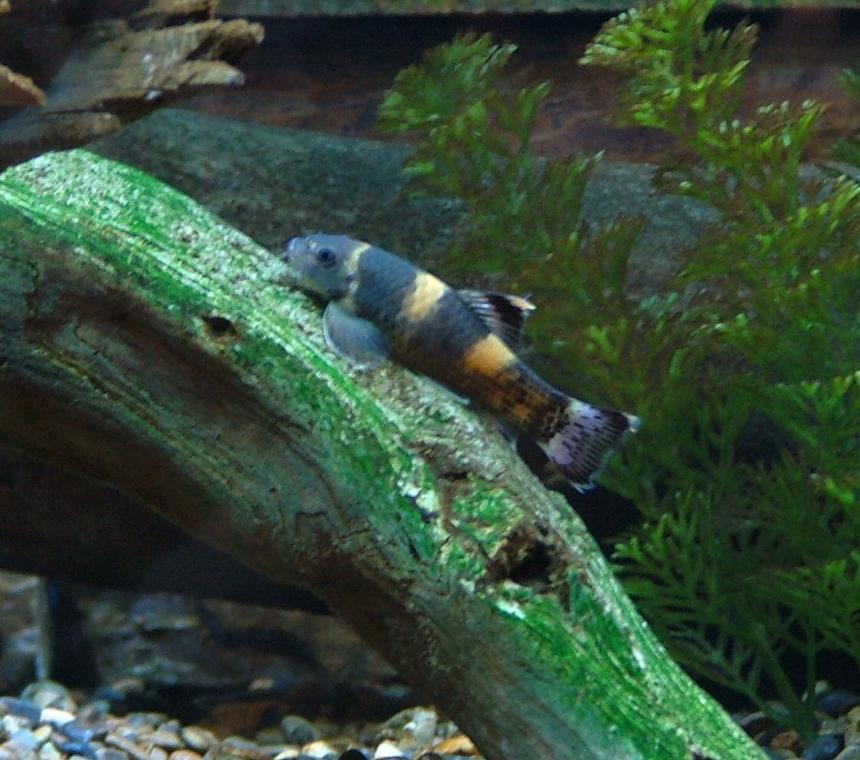 Rated #123: Freshwater Fish - Garra Flavatra - Panda Garra Stocking In 168 Gallons Tank - The best algae eaters ever!  Panda Garras never stop, even at night.  They don't hang in the same place on the glass all day like plecos.  Plus they will never outgrow your tank.