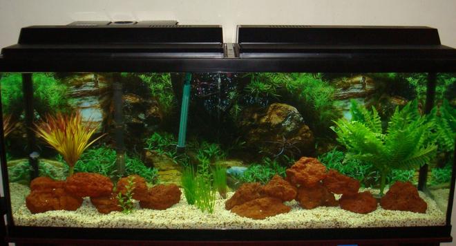 55 gallons freshwater fish tank (mostly fish and non-living decorations) - 55Gallon African Cichlid Tank