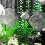 freshwater fish - symphysodon sp. - snakeskin discus stocking in 150 gallons tank - Discus