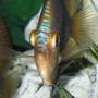 freshwater fish - symphysodon aequifasciata - green discus stocking in 150 gallons tank - Discus