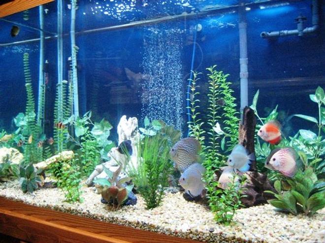 150 gallons freshwater fish tank (mostly fish and non-living decorations) - 150 Gal. Discus Tank