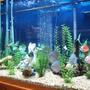 150 gallons freshwater fish tank (mostly fish and non-living decorations) - 150 Gal. Discus Tank