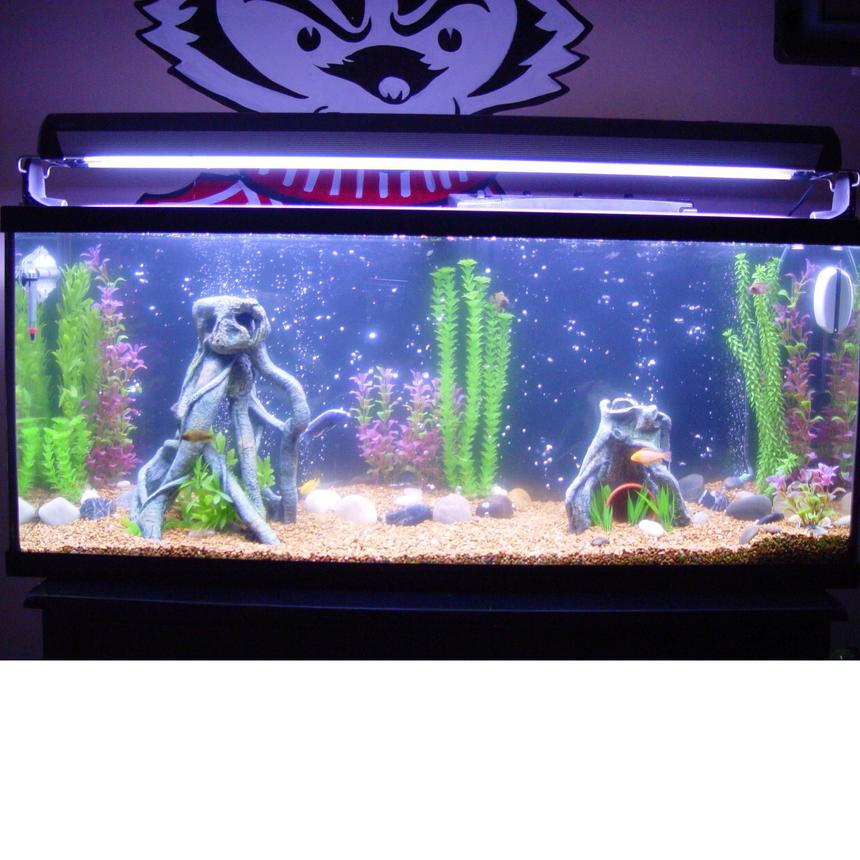 Rated #2388: 55 Gallons Freshwater Fish Tank - My 55 gallon African Cichlid tank. Its been setup for 3 months and I have 7 fish and 1 lobster in there. More fish to come!