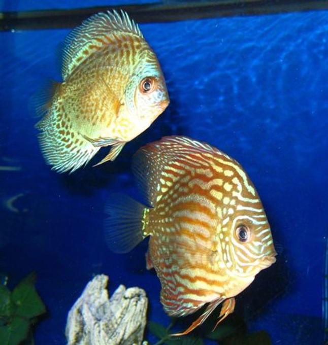 freshwater fish - red turquoise discus stocking in 150 gallons tank - Green and Red Turquoise Discus