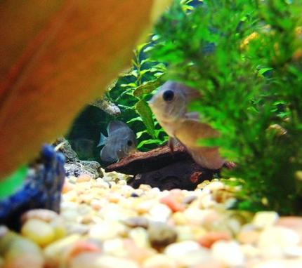 freshwater fish - symphysodon spp. - neon blue discus stocking in 150 gallons tank - Discus Hiding