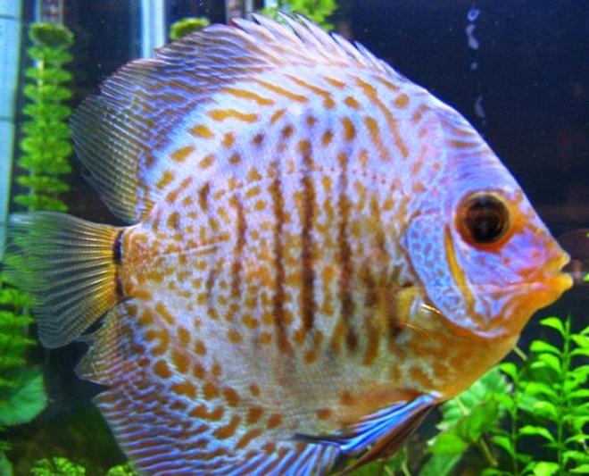 freshwater fish - symphysodon sp. - ocean green discus stocking in 150 gallons tank - Green Discus
