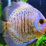 freshwater fish - symphysodon sp. - ocean green discus stocking in 150 gallons tank - Green Discus