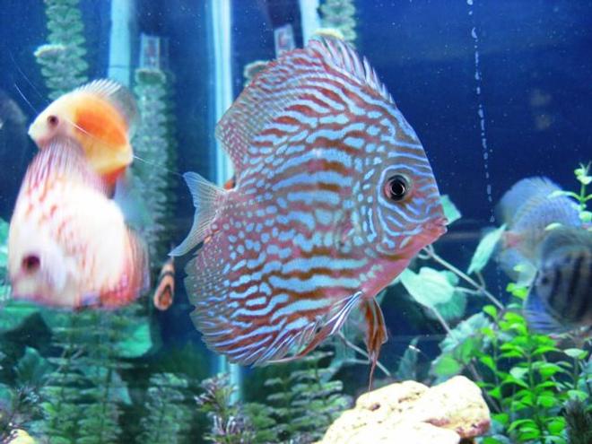 freshwater fish - symphysodon spp. - red turquoise discus stocking in 150 gallons tank - Red Turquoise Discus
