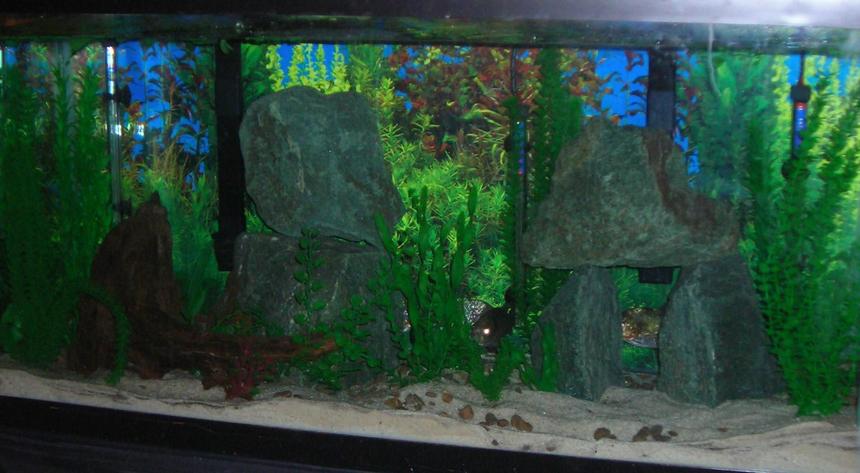 Rated #2578: 90 Gallons Freshwater Fish Tank - 90 gallon piranha tank with 5 piranhas kept in there from 1 inch on with all fake plants and a sand bed.