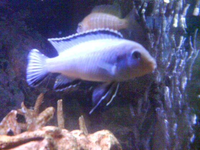 freshwater fish - pseudotropheus socolofi - powder blue cichlid stocking in 36 gallons tank - Im not sure who my dominent male is they seem to all chase each other around