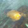 freshwater fish - poecilia latipinna - balloon molly stocking in 240 gallons tank - our balloon molly