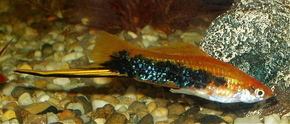 freshwater fish - xiphophorus helleri - swordtail stocking in 240 gallons tank - our male swordtail approx 4 and a half inches