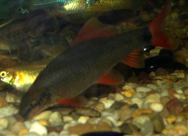 freshwater fish - epalzeorhynchos frenatus - rainbow shark stocking in 240 gallons tank - our rainbow shark approx 3inches