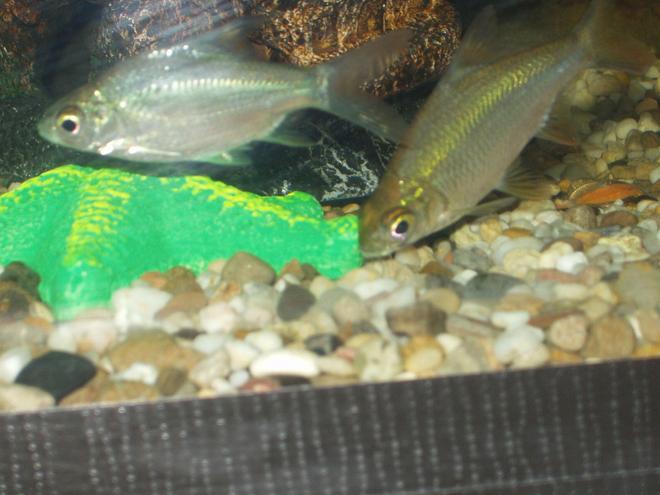 freshwater fish - barbus schwanefeldi - tinfoil red tail barb stocking in 240 gallons tank - our tinfoil barbs