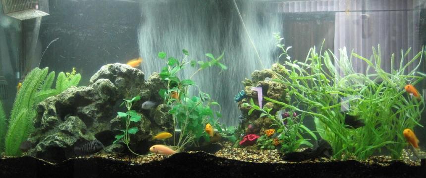 Rated #1300: 60 Gallons Freshwater Fish Tank - Not the best in the world but hey, I love my fish tank