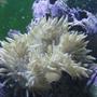 corals inverts - heteractis crispa - sebae anemone stocking in 125 gallons tank - Sebae Anemone