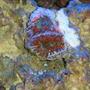 corals inverts - blastomussa coral stocking in 20 gallons tank - BLASTOMUSSA