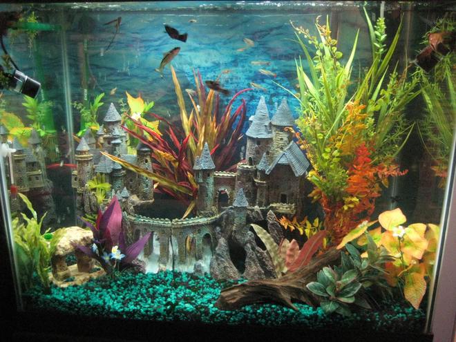 56 gallons freshwater fish tank (mostly fish and non-living decorations) - This is my tank up to date with the lights on :)