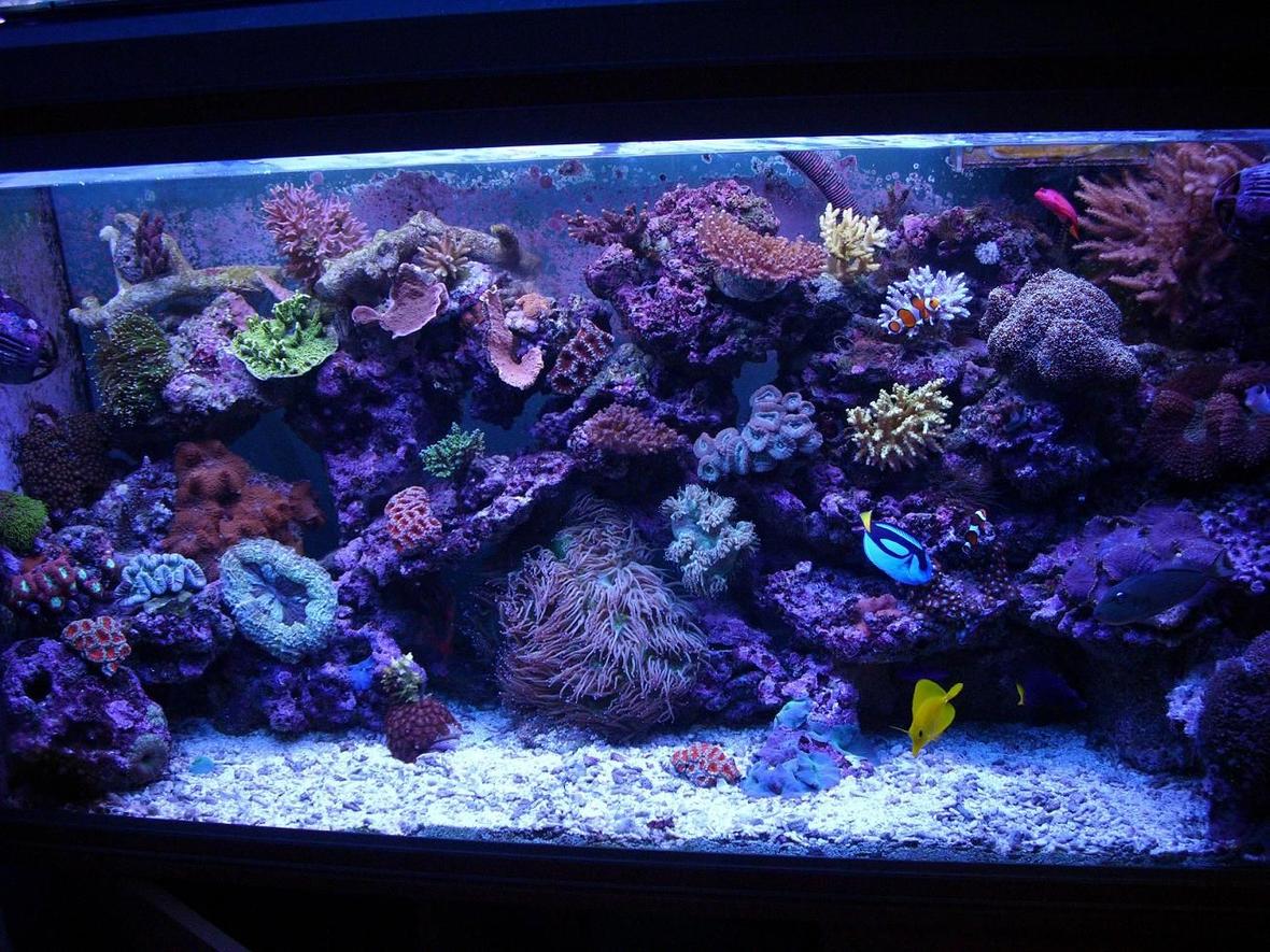 100 gallons reef tank (mostly live coral and fish) - a few month ago :D