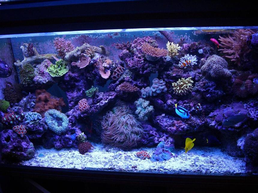 Rated #12: 100 Gallons Reef Tank - a few month ago :D