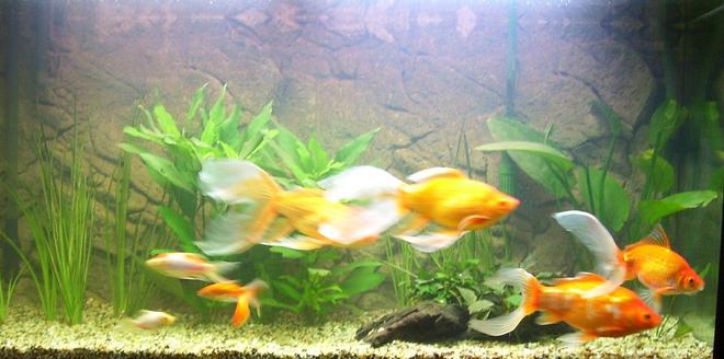 freshwater fish - carassius auratus - fantail goldfish, red stocking in 64 gallons tank - pic taken today.