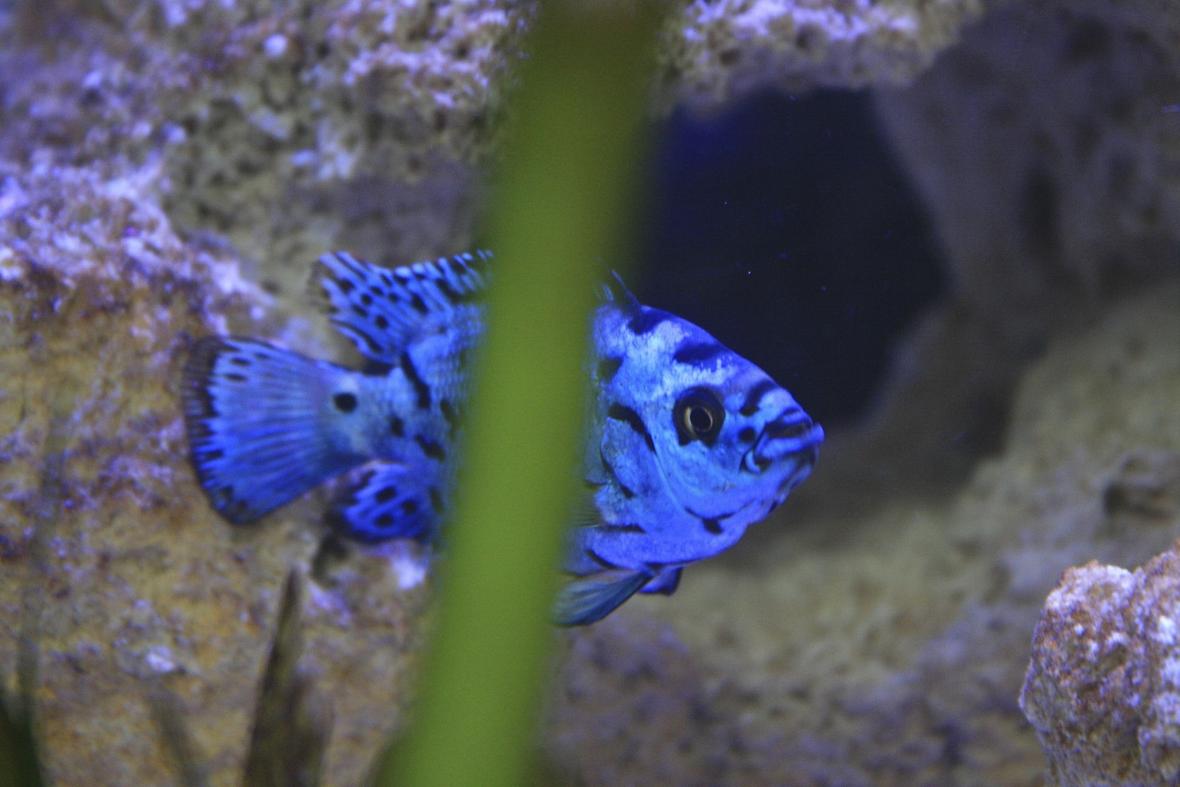 freshwater fish - nandopsis octofasciatum - electric blue jack dempsey - Bigg