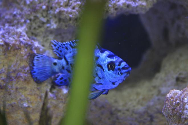 freshwater fish - nandopsis octofasciatum - electric blue jack dempsey - Bigg