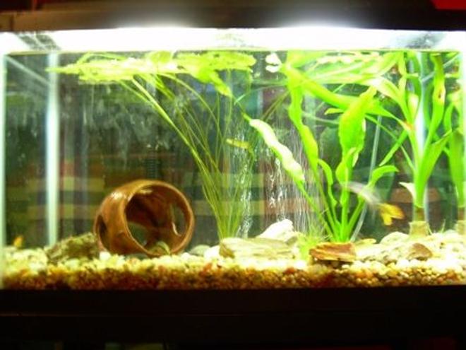 10 gallons planted tank (mostly live plants and fish) - A picture of my planted 10 gallon aquarium.
