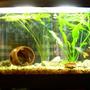 10 gallons planted tank (mostly live plants and fish) - A picture of my planted 10 gallon aquarium.
