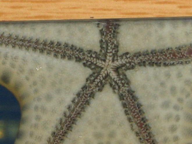 corals inverts - protoreastor nodosus - chocolate chip starfish stocking in 75 gallons tank - Close up on my Chocolate Chip