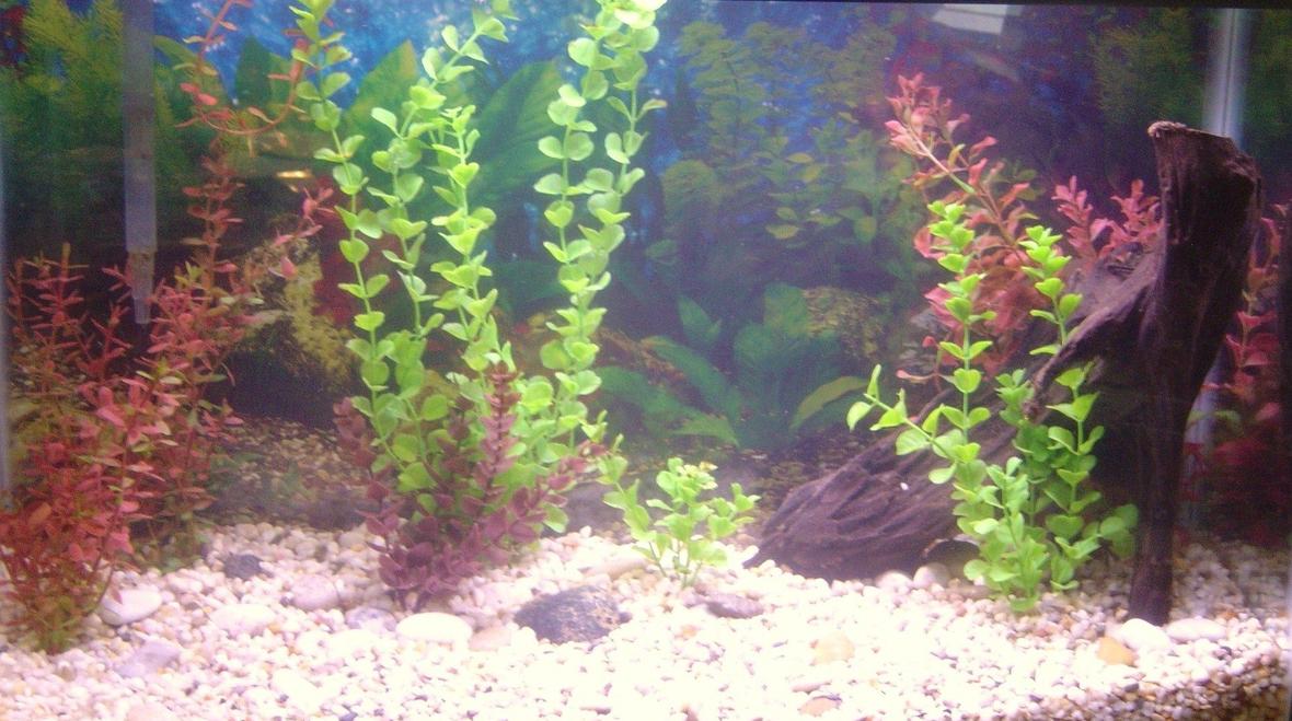 fish tank picture - My newly cycled coldwater tank :). Right now there are no fish in it, but I'll be adding some soon. BTW, the water is kind of cloudy 'cause I just rearranged all the decorations. Oh, and there are some egg sized rocks on the bottom, but you can't really see them 'cause of the glare.