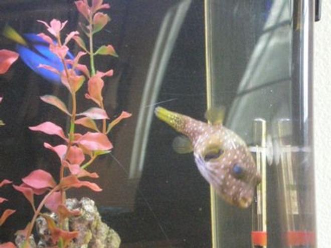 saltwater fish - canthigaster solandri - blue spotted puffer stocking in 55 gallons tank - My Puffer Sumo