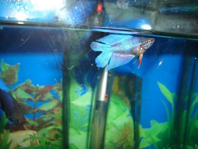 freshwater fish - betta splendens - twin tail betta stocking in 70 gallons tank - betta DT