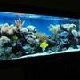 185 gallons reef tank (mostly live coral and fish) - check this puppy out