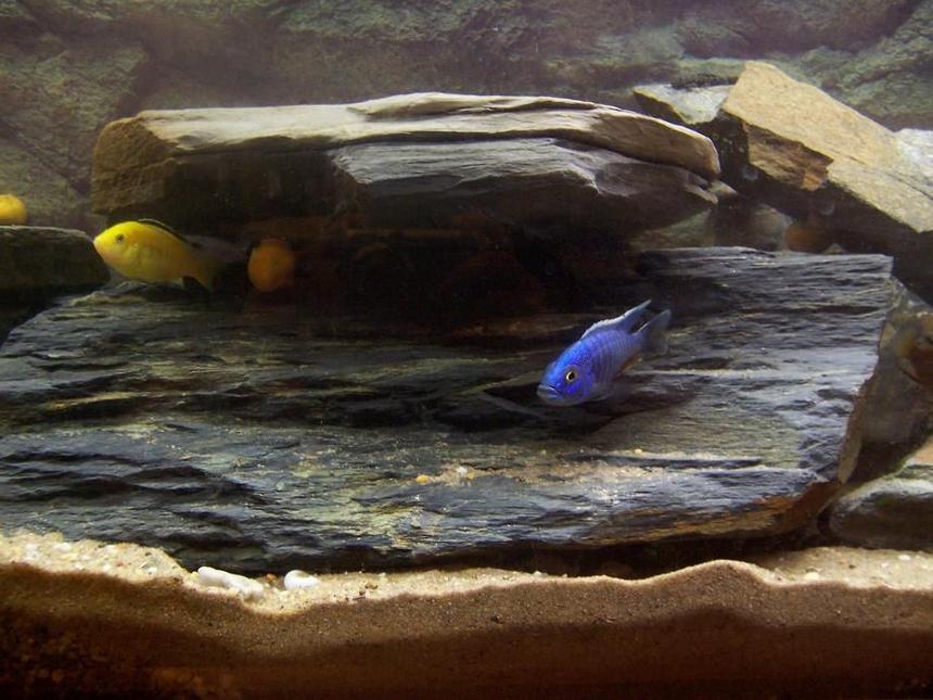 Rated #81: Freshwater Fish - Labidochromis Caeruleus - Electric Yellow Cichlid Stocking In 400 Gallons Tank - electric blue and yellow