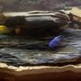 freshwater fish - labidochromis caeruleus - electric yellow cichlid stocking in 400 gallons tank - electric blue and yellow