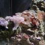 corals inverts - rhodactis indosinensis - hairy mushroom stocking in 75 gallons tank - coral