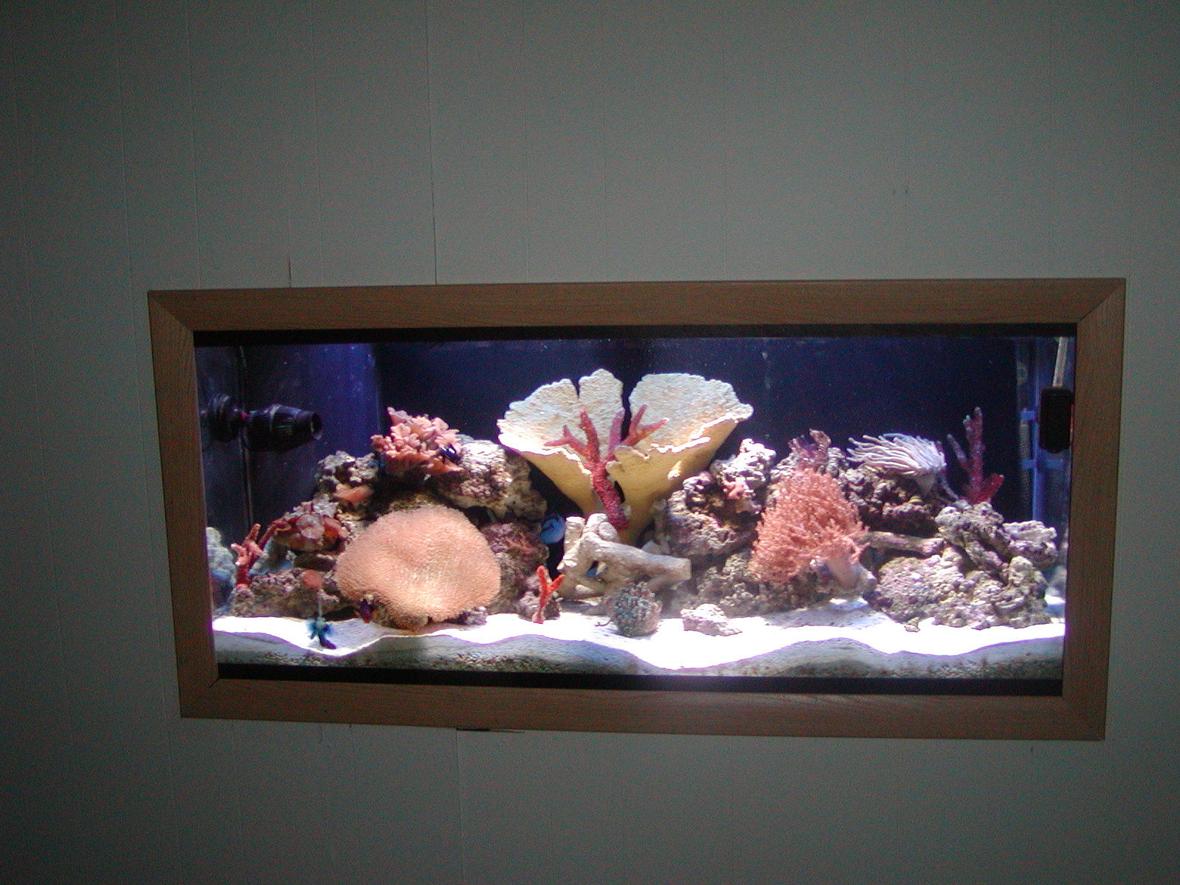 75 gallons reef tank (mostly live coral and fish) - in wall picture