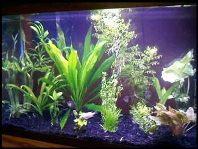 29 gallons planted tank (mostly live plants and fish) - My aquarium after the new plants were in.